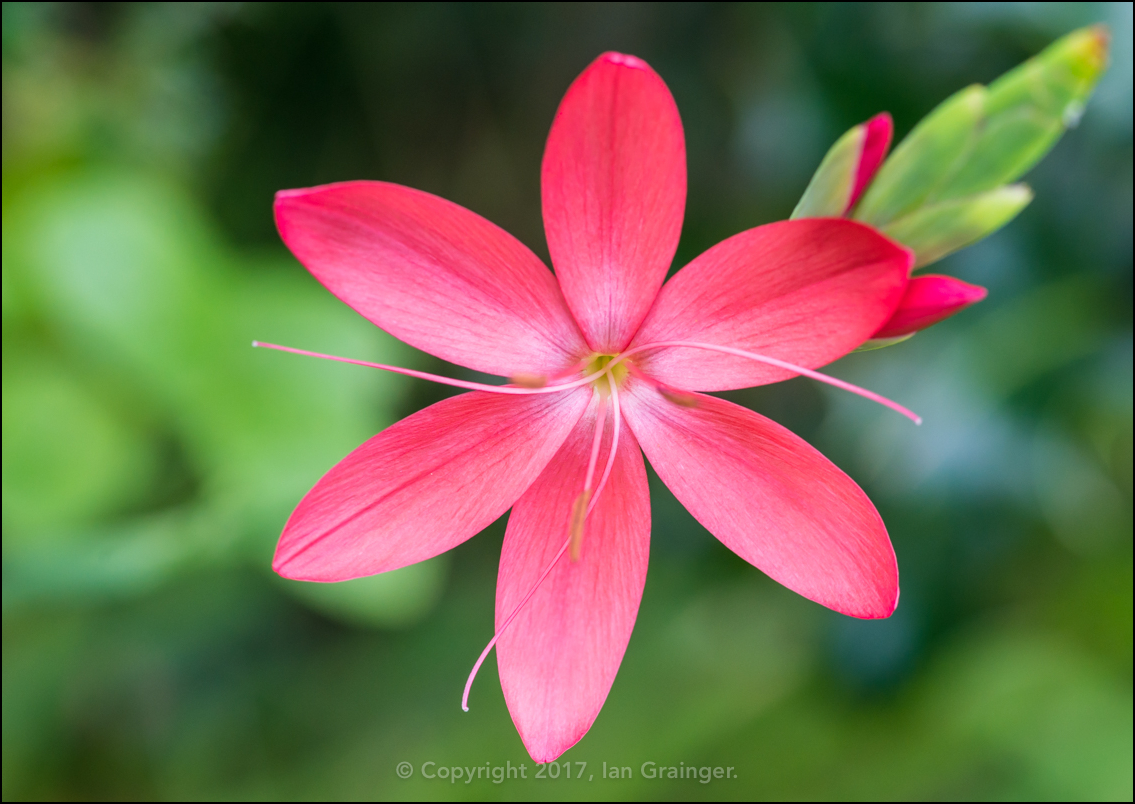 Pink River Lily