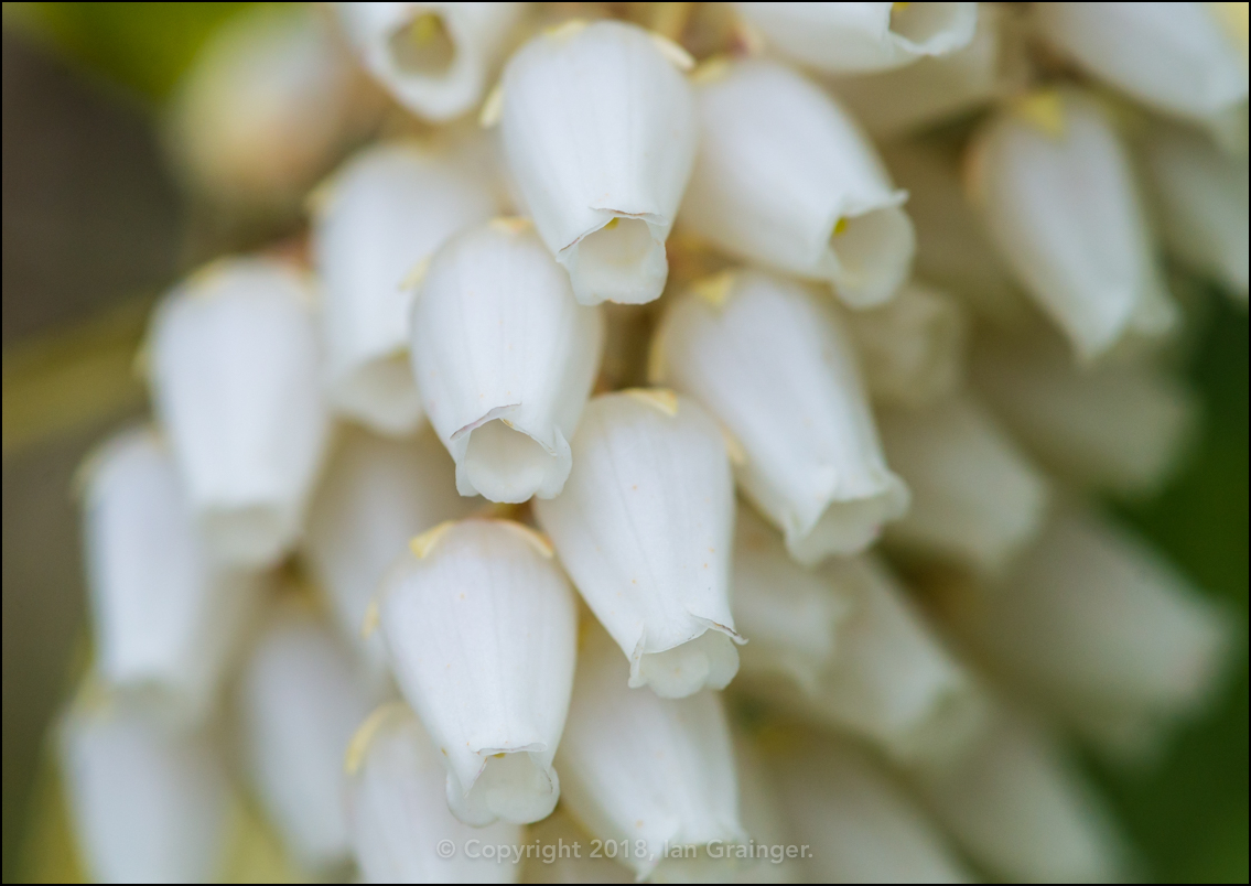 Pieris Pretties