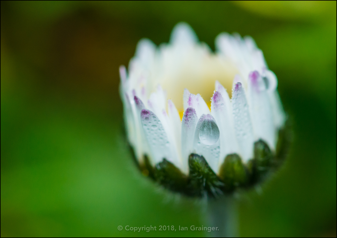 Daisy Cauldron