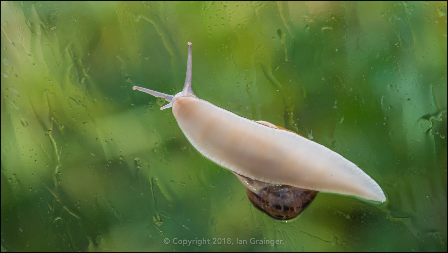 Garden Snail