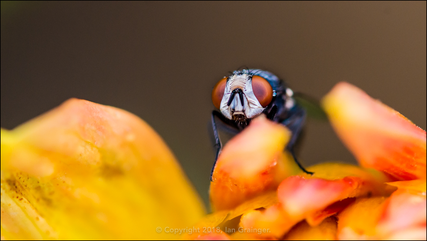 Dahlia Dweller