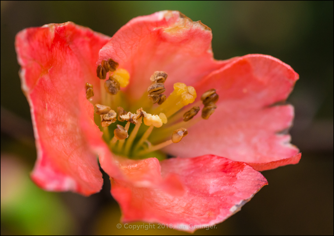 Returning Quince