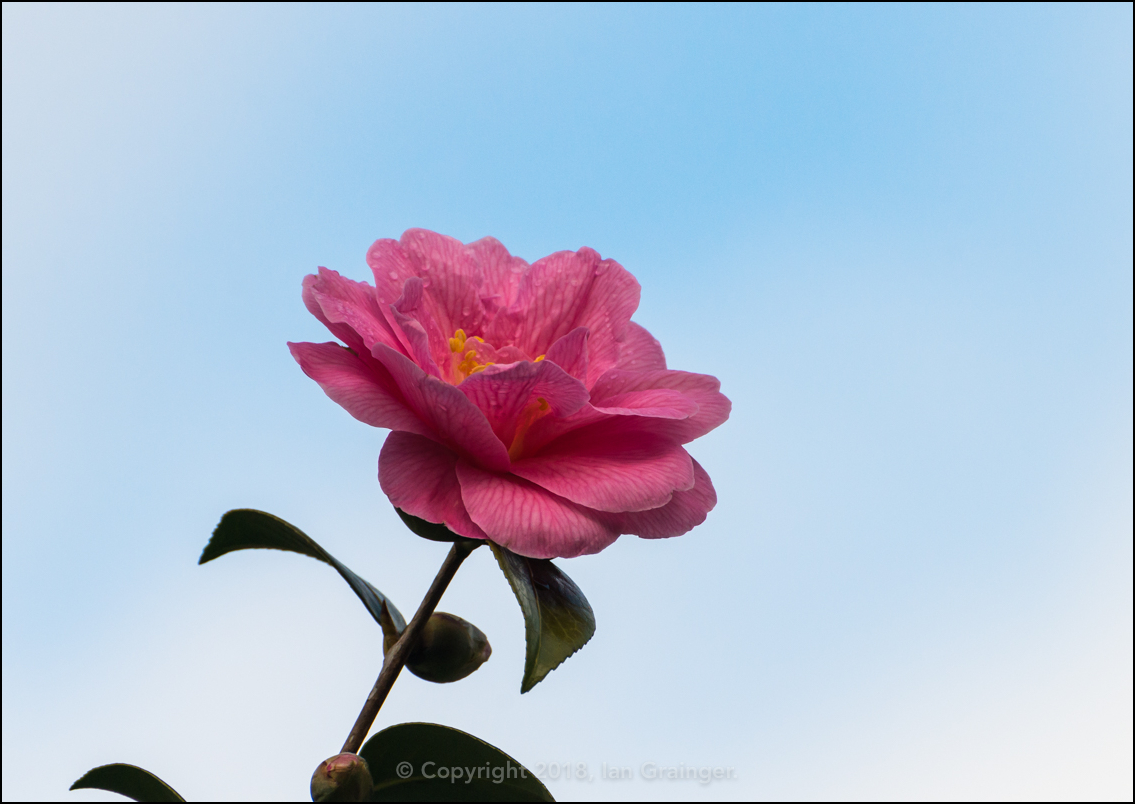 Camellia Rising