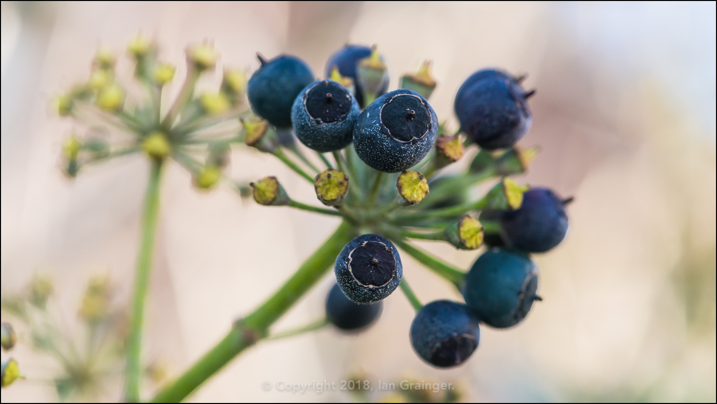 Ivy Berries