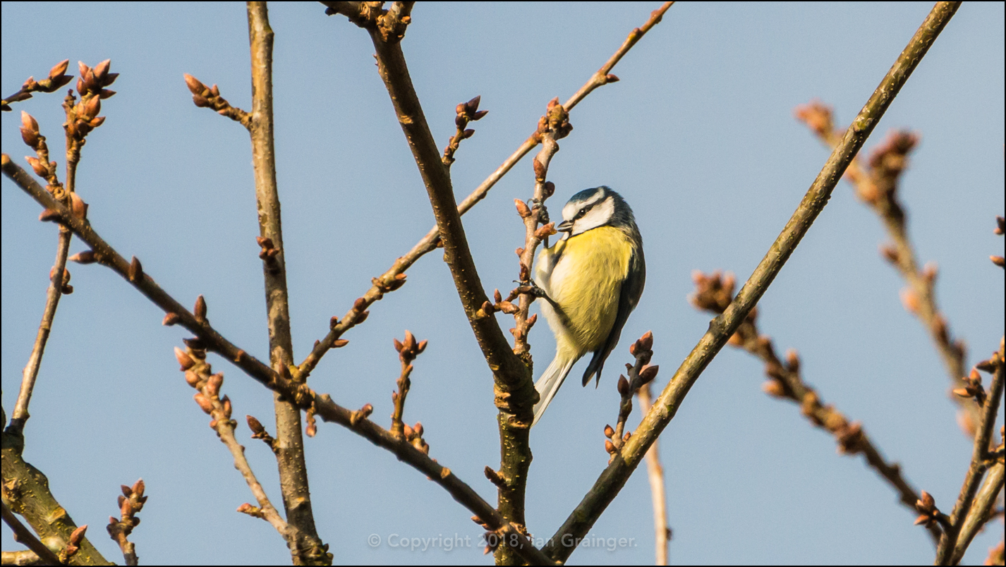 Blue Tit