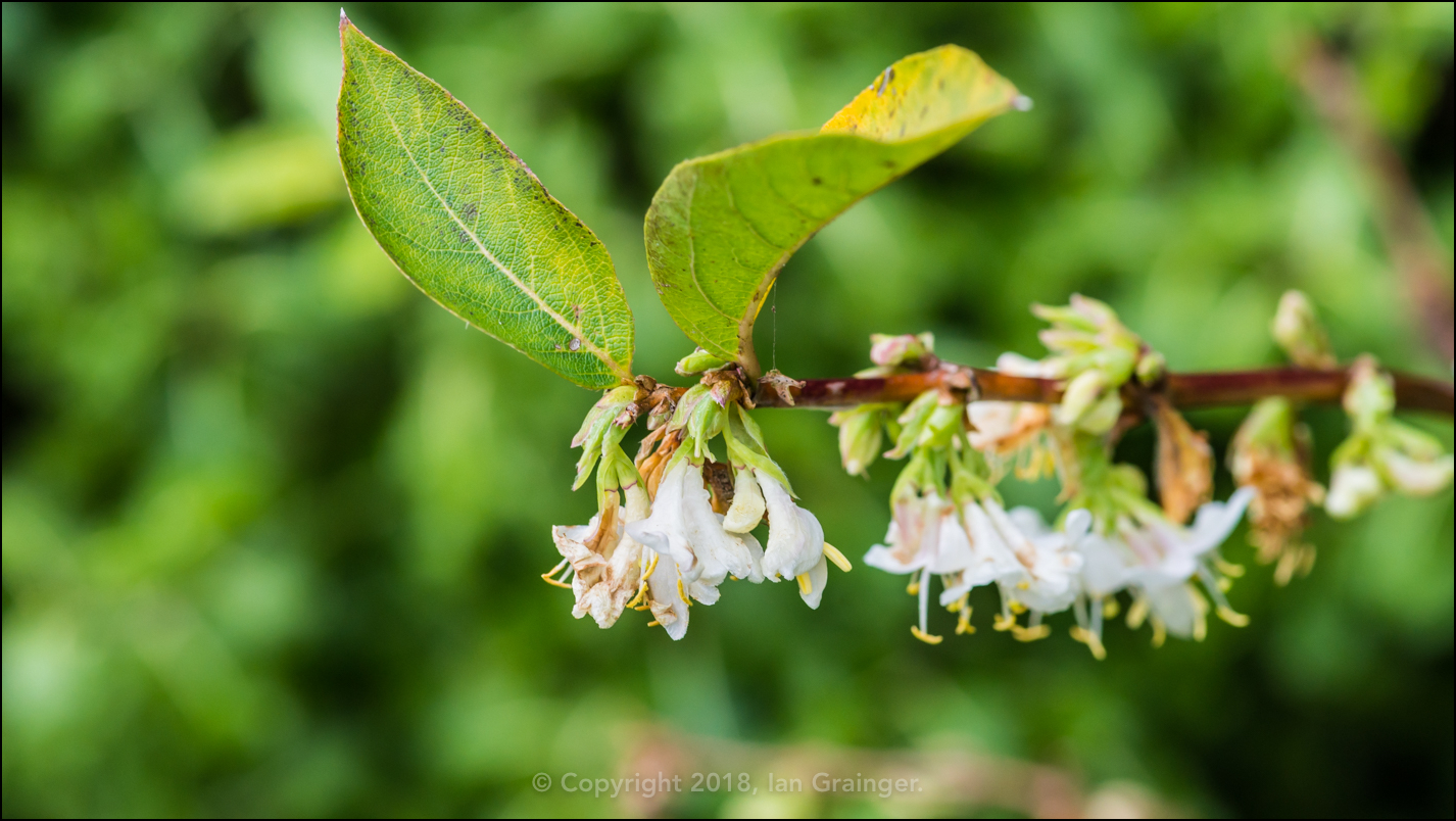 Winter Honeysuckle