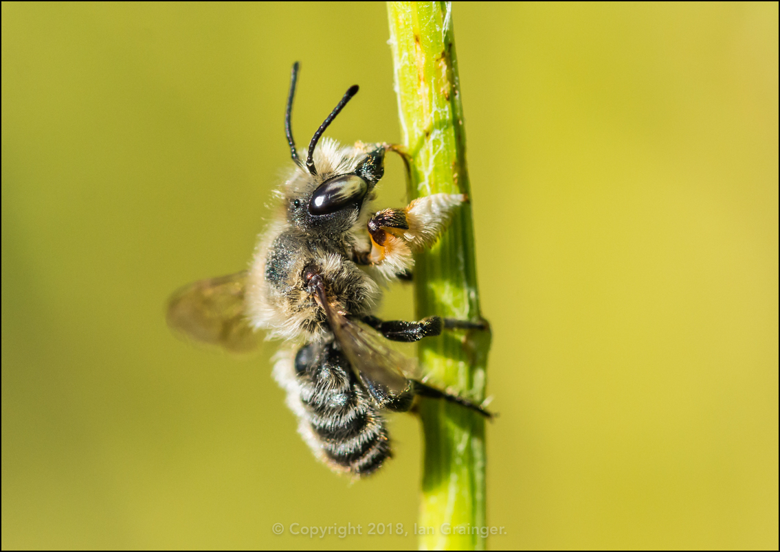 Leaf Cutter Bee