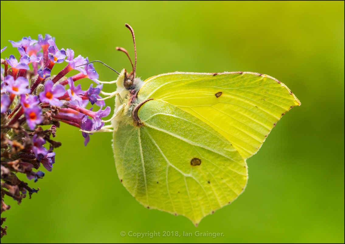 Brimstone