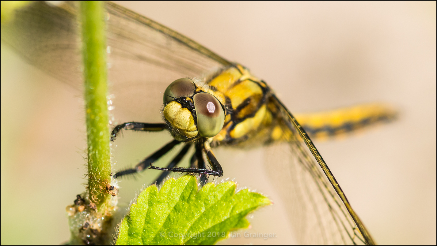 Black-tailed Skimmer