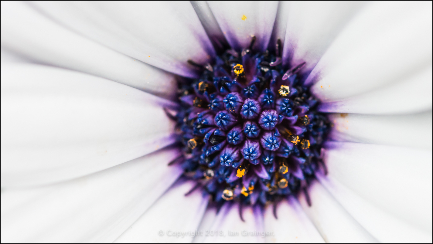 African Daisy