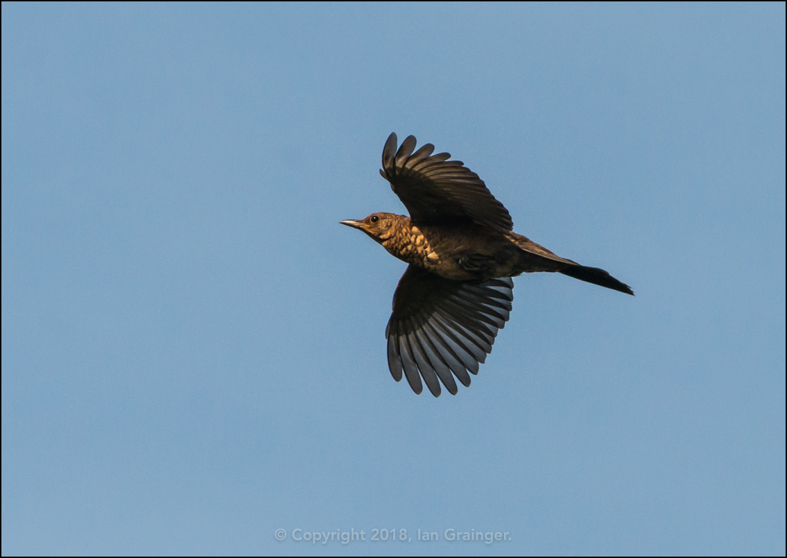 Flying Blackbird