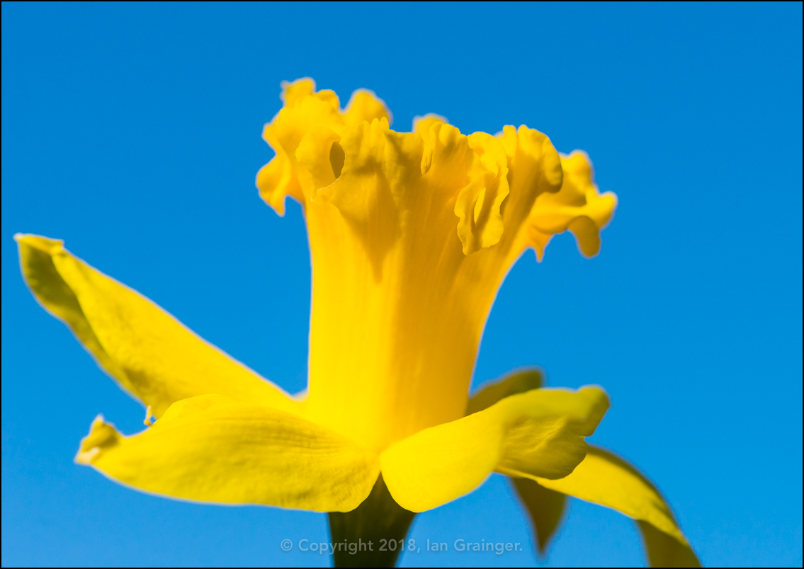 Daffodil Delight