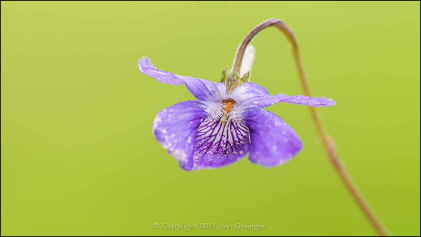 Dog Violet