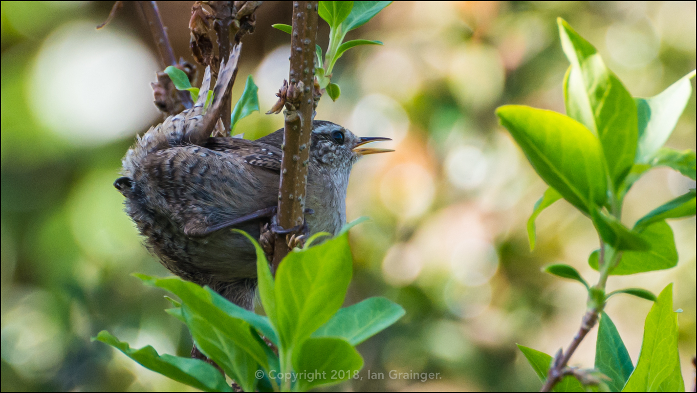 Singing Wren