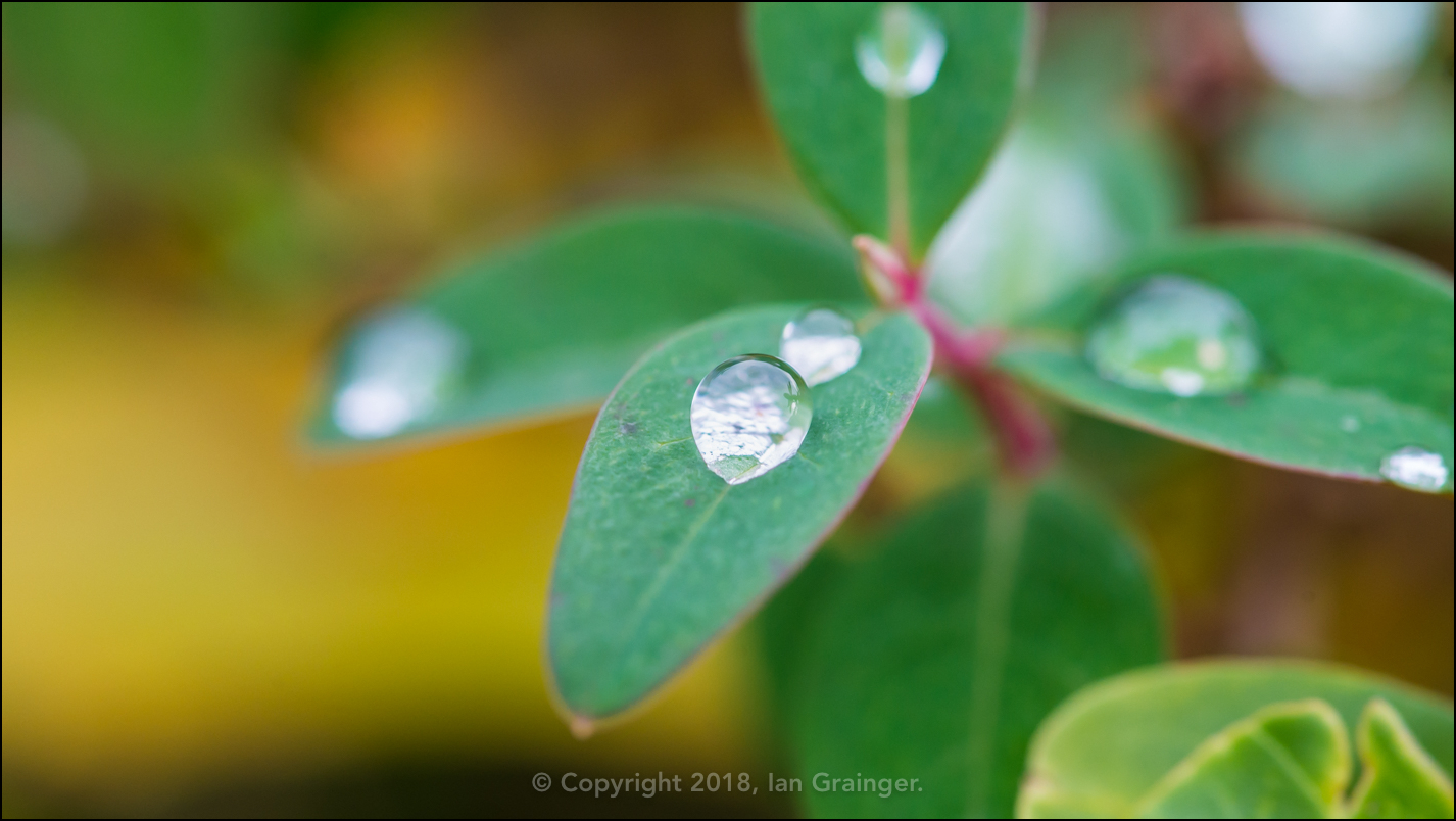 Raindrop Refuge