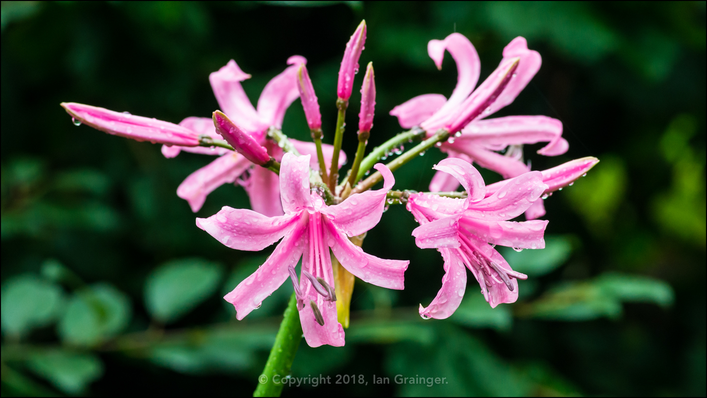 Nerine Bowdenii