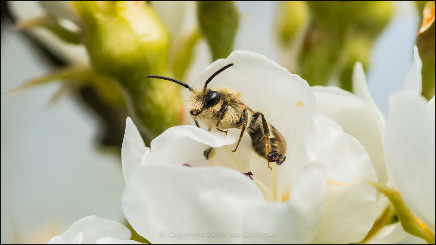 Pear Blossom Explorer