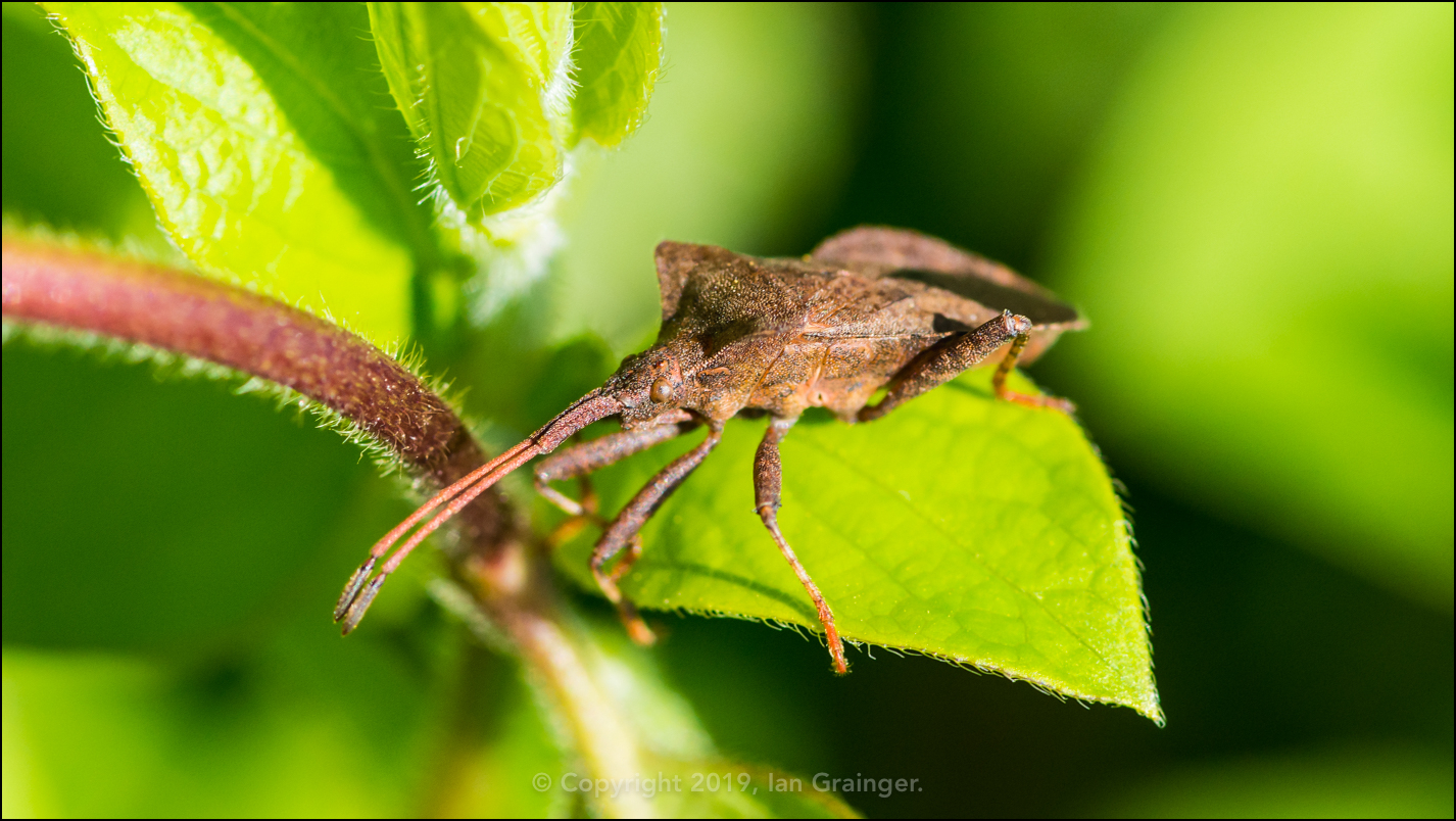 Dock Bug