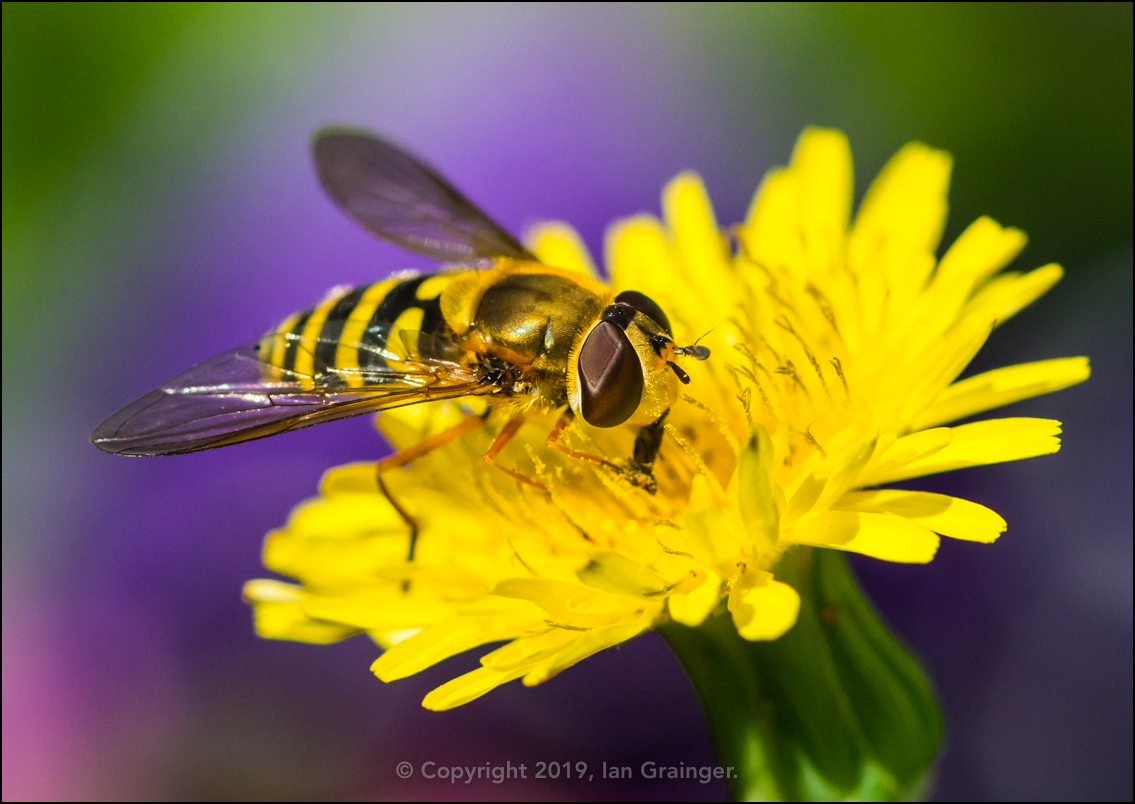 Hoverfly Hoovering