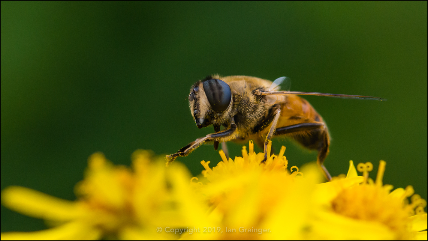 Hoverfly