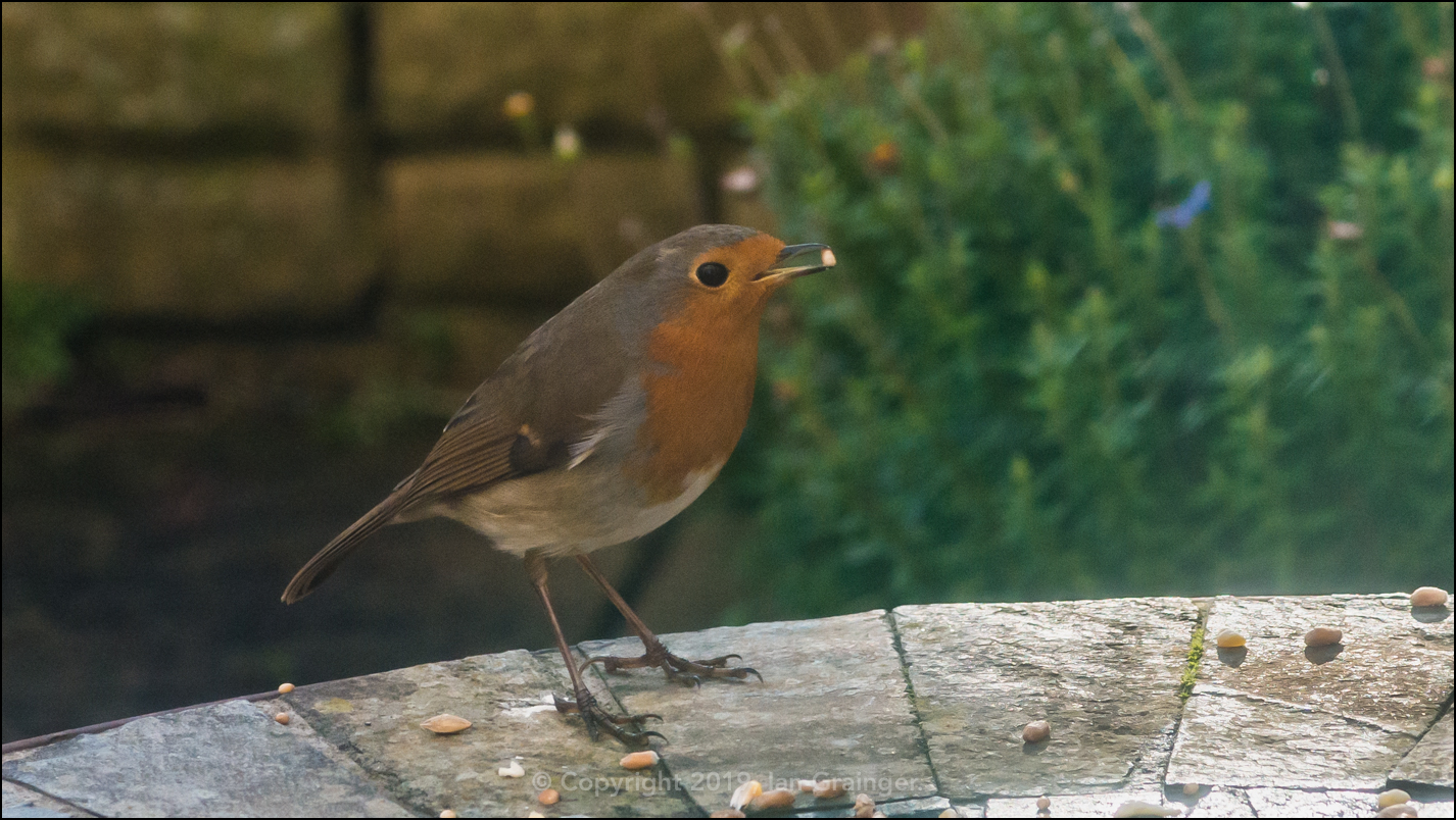 Friendly Robin