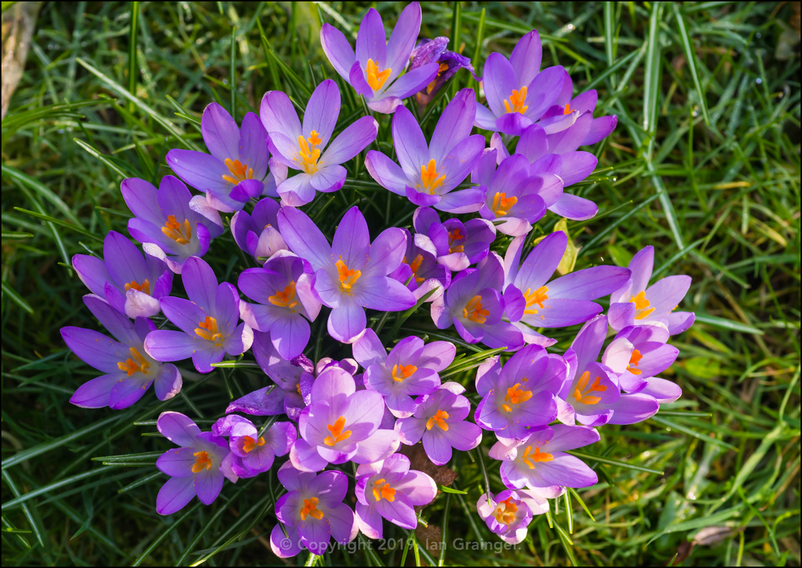 Crocus Welcome