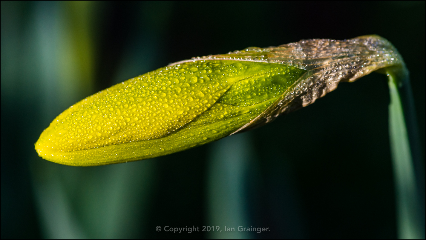 Dewdrops on Daffodil