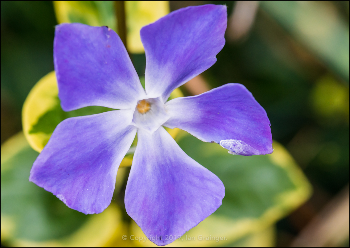 Periwinkle