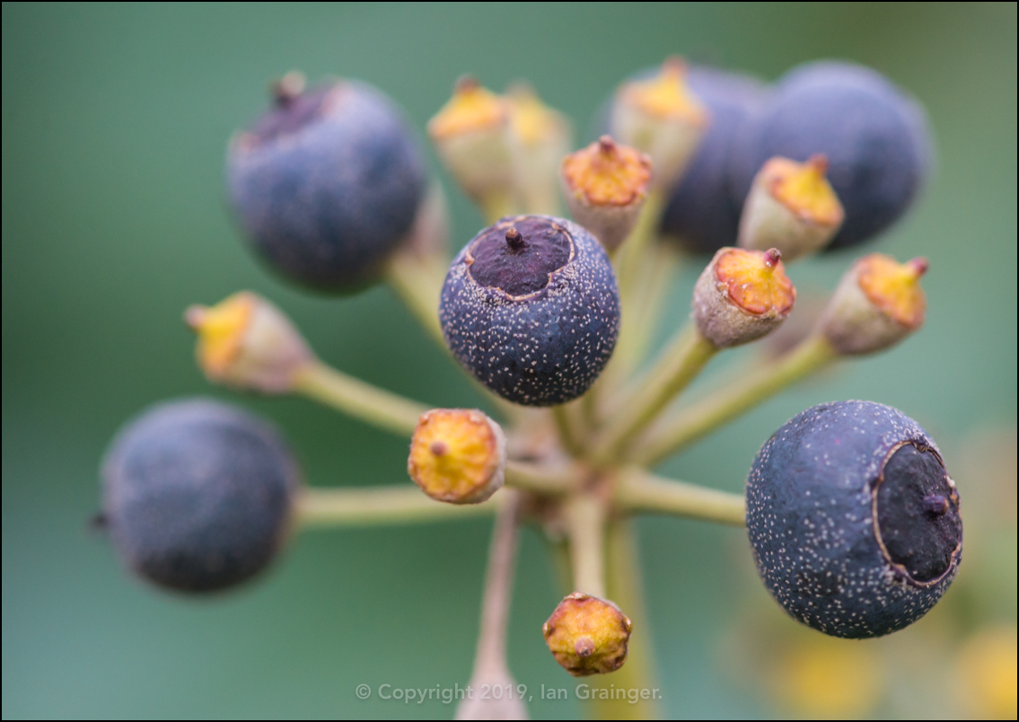 Ripening Ivy