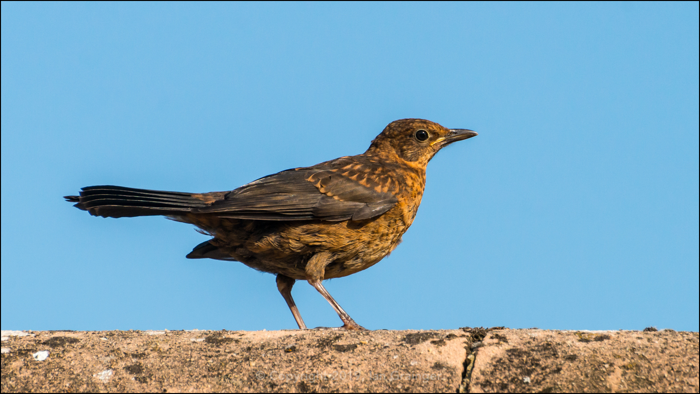 Blackbird on Rooftop