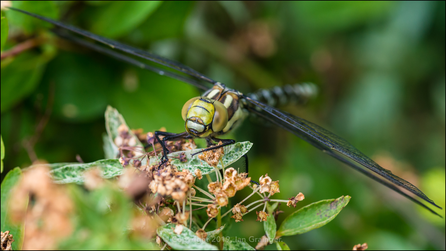 Southern Hawker