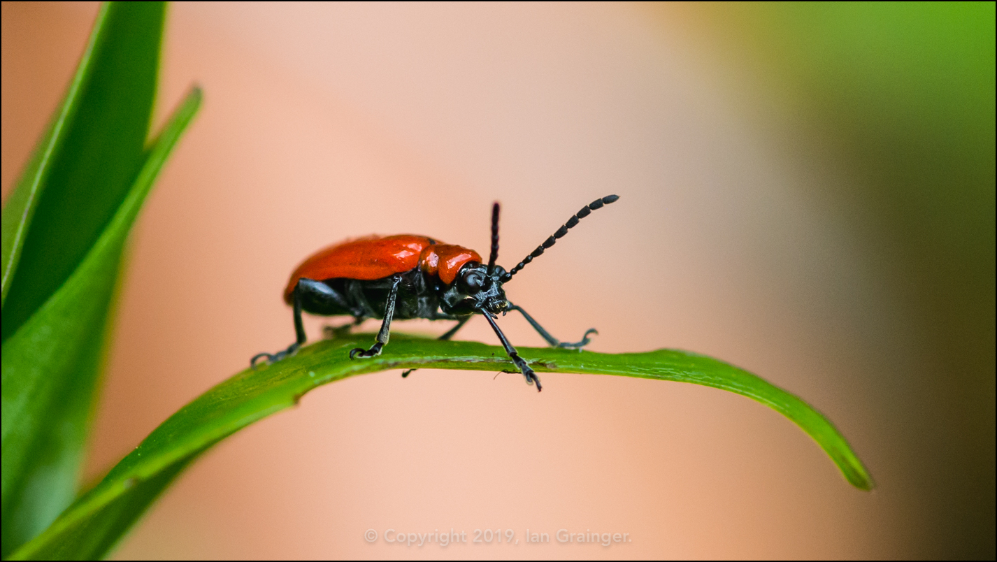 Lily Beetle