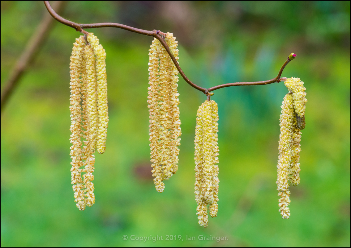 Hazel Catkins