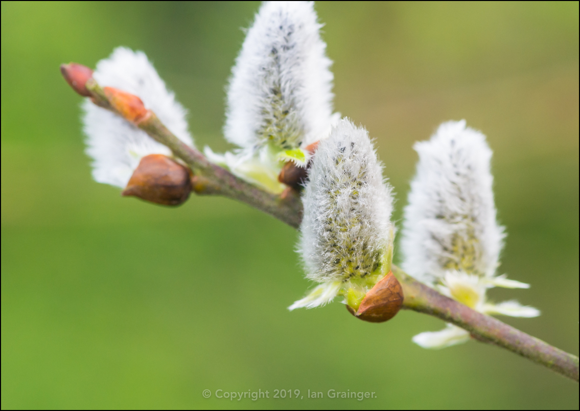 Pussy Willow