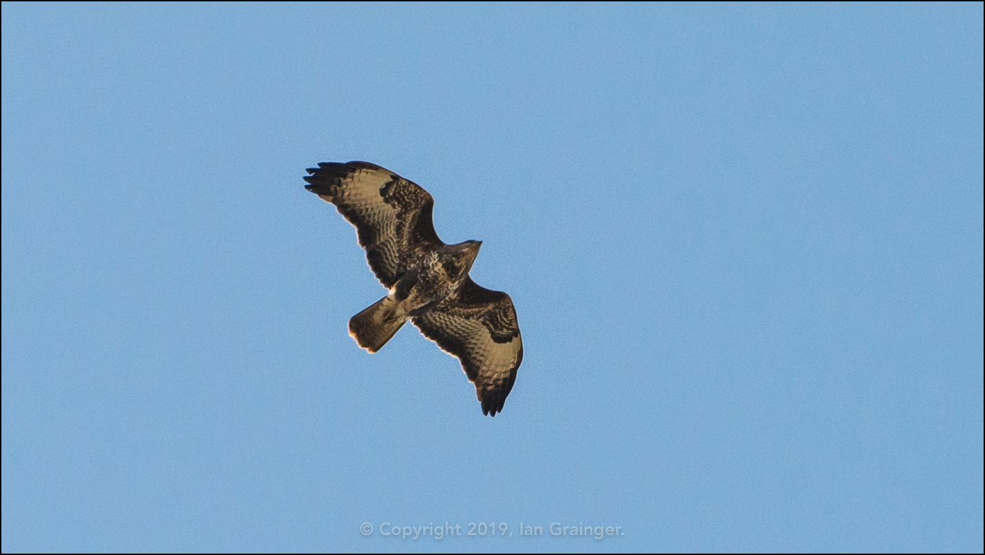 Common Buzzard