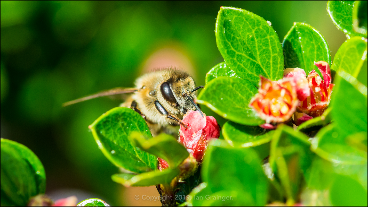 Pollen Collecting