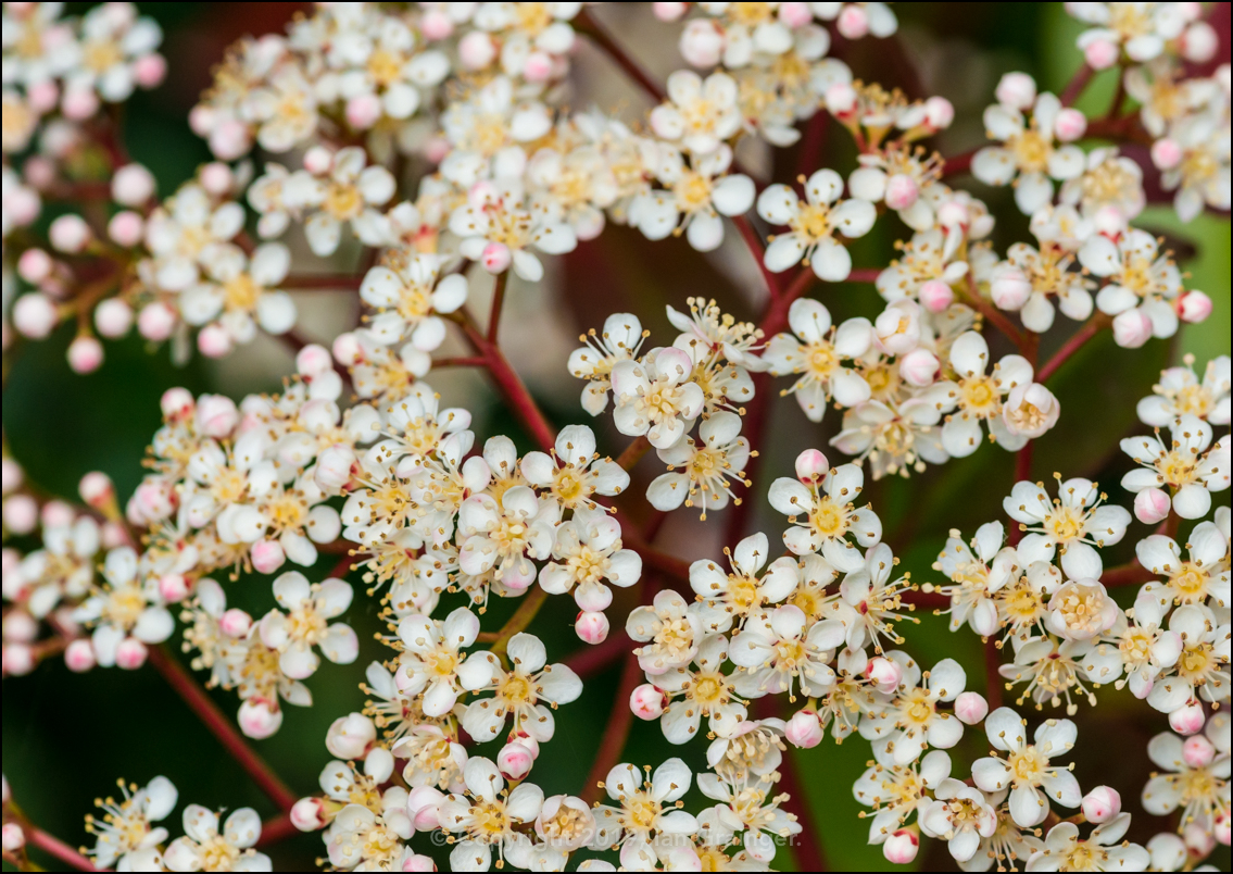 Red Robin Blossom