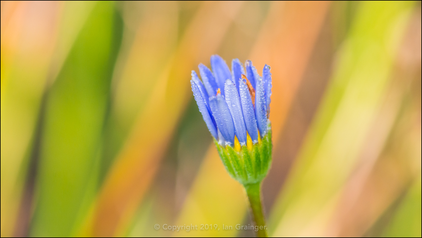 Felicia Raindrops