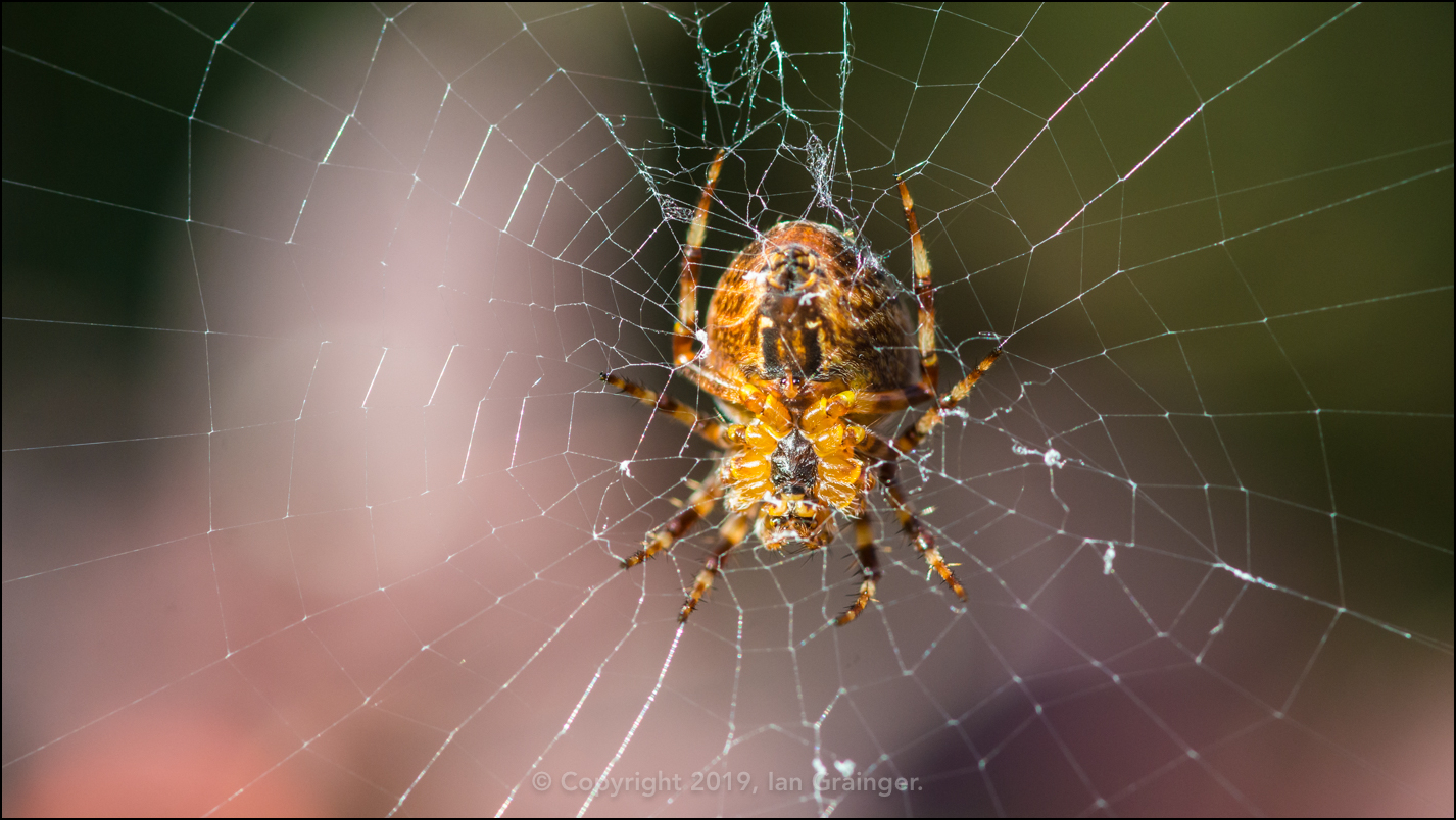 Garden Spider