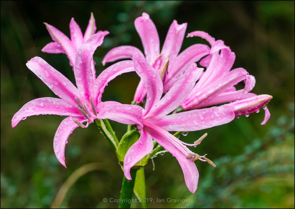 Pink Nerine