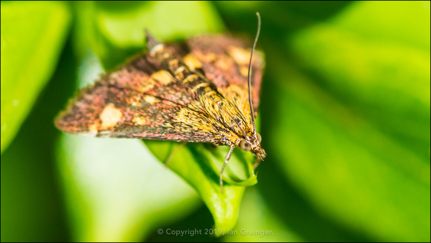 Mint Moth