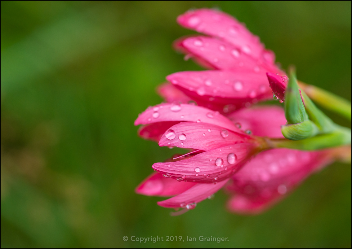 Returning River Lilies