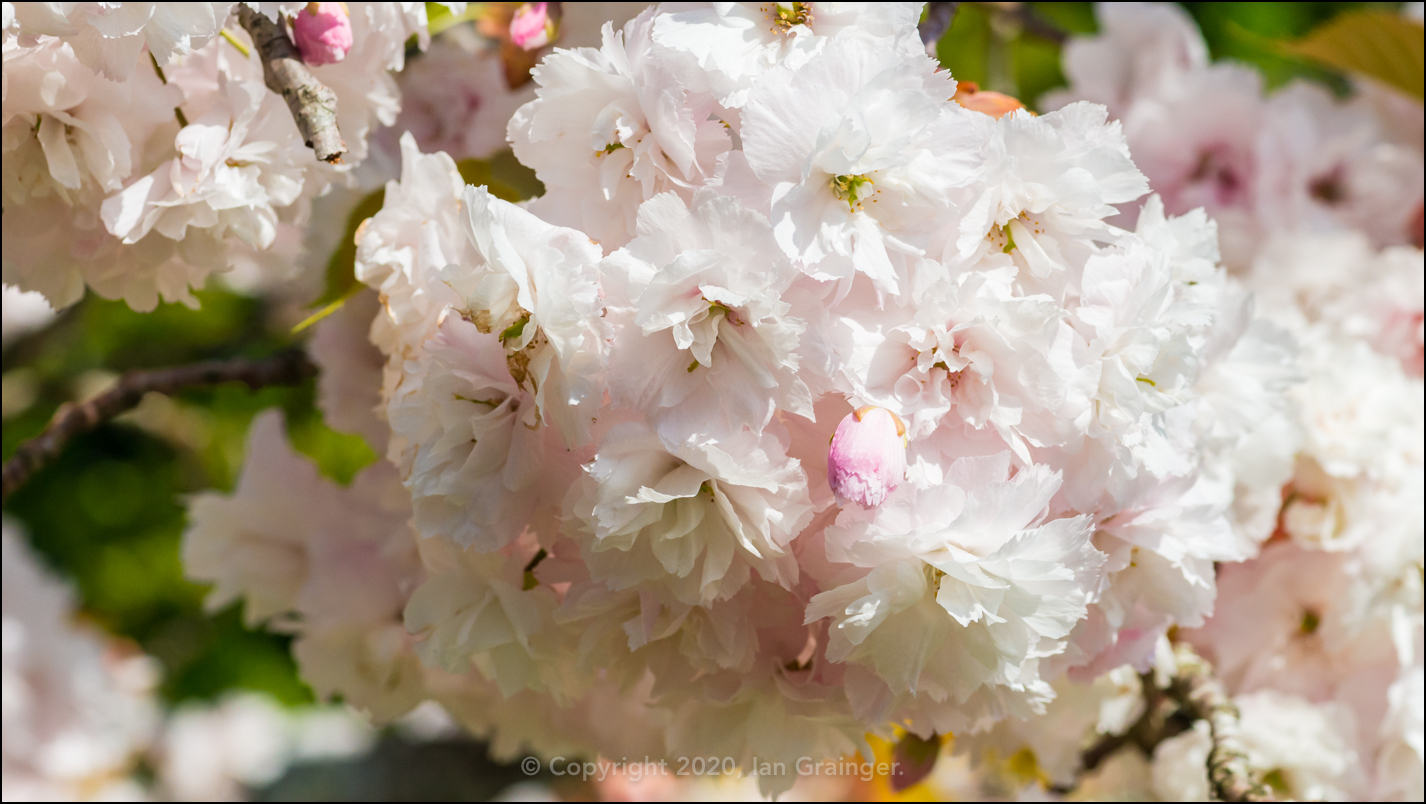 Cherry Tree Blossom