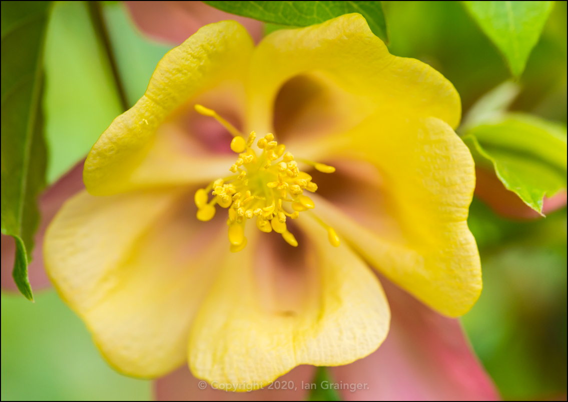 Aquilegia