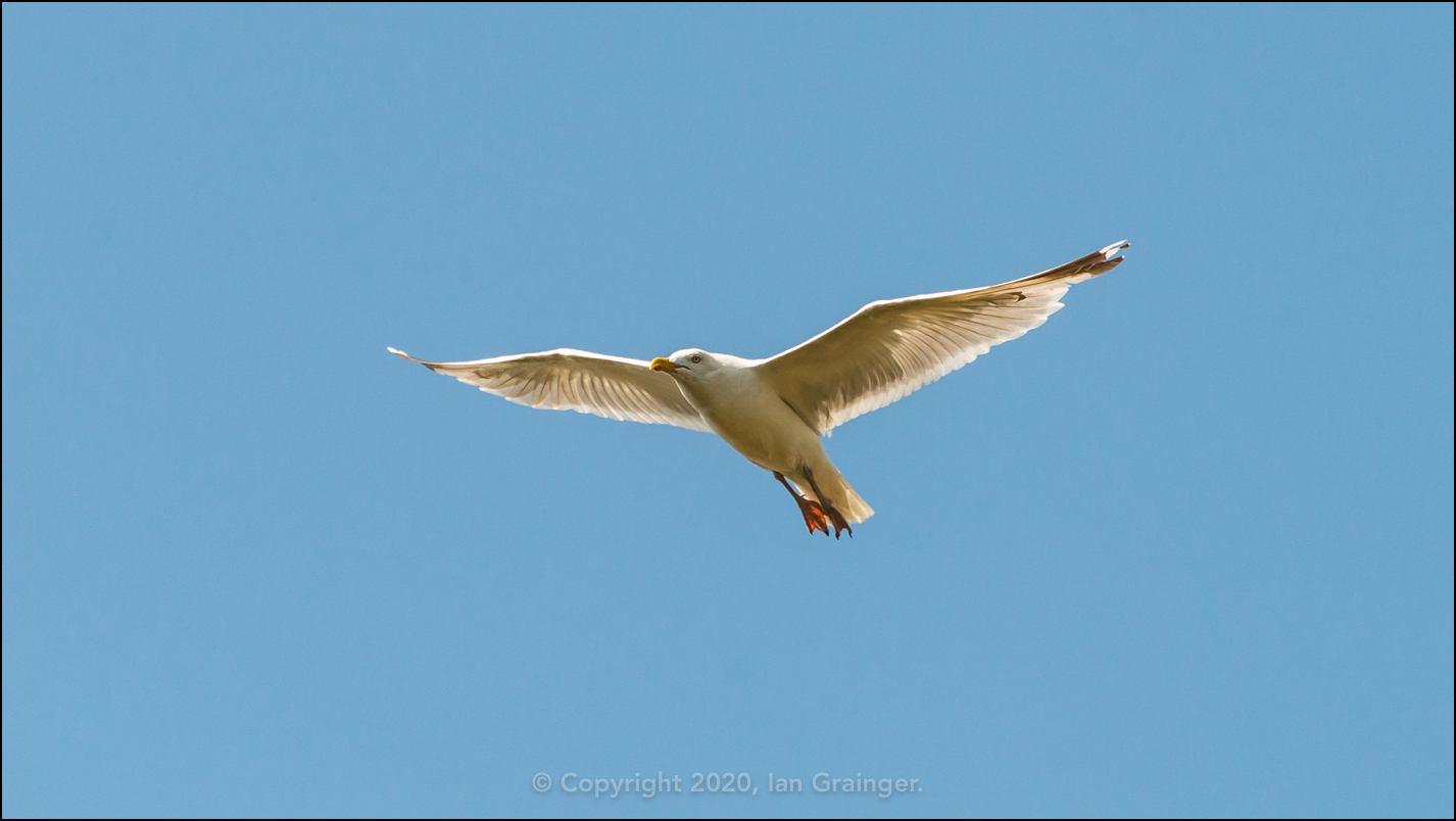 Herring Gull