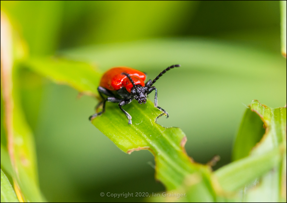 Lily Beetle