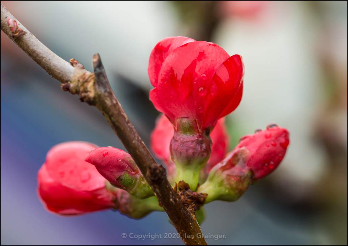 Red Quince