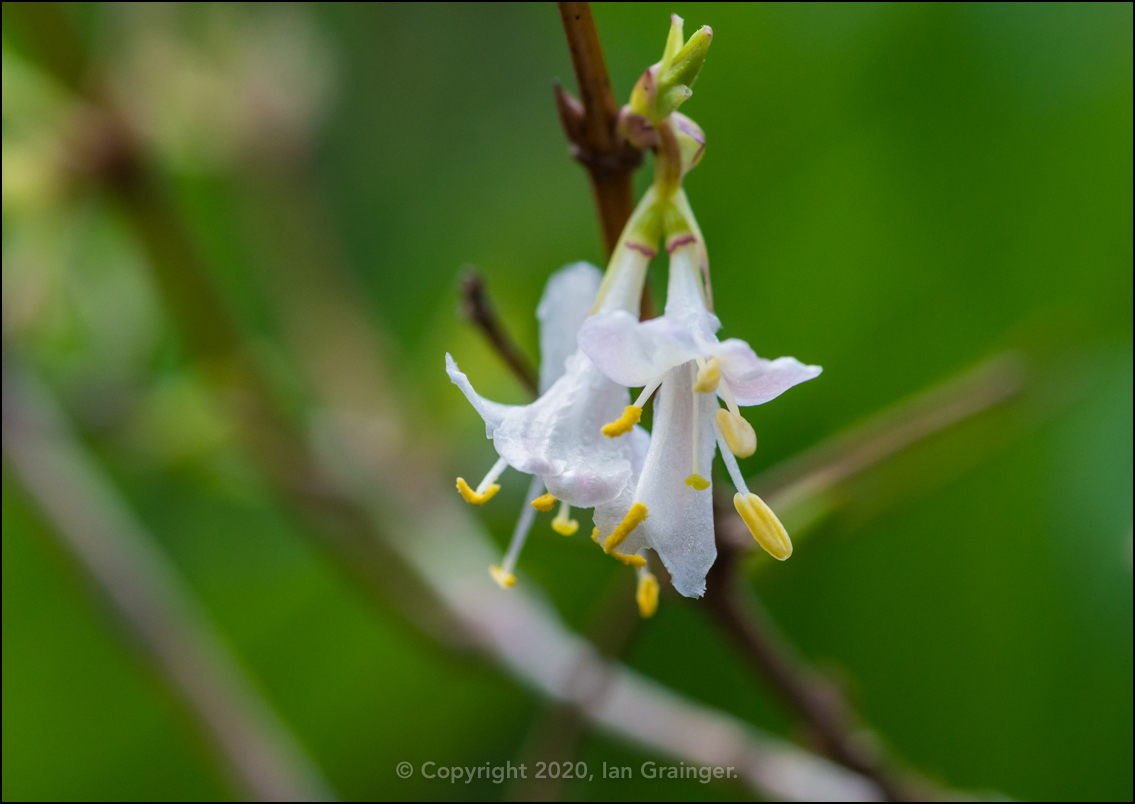 Winter Honeysuckle