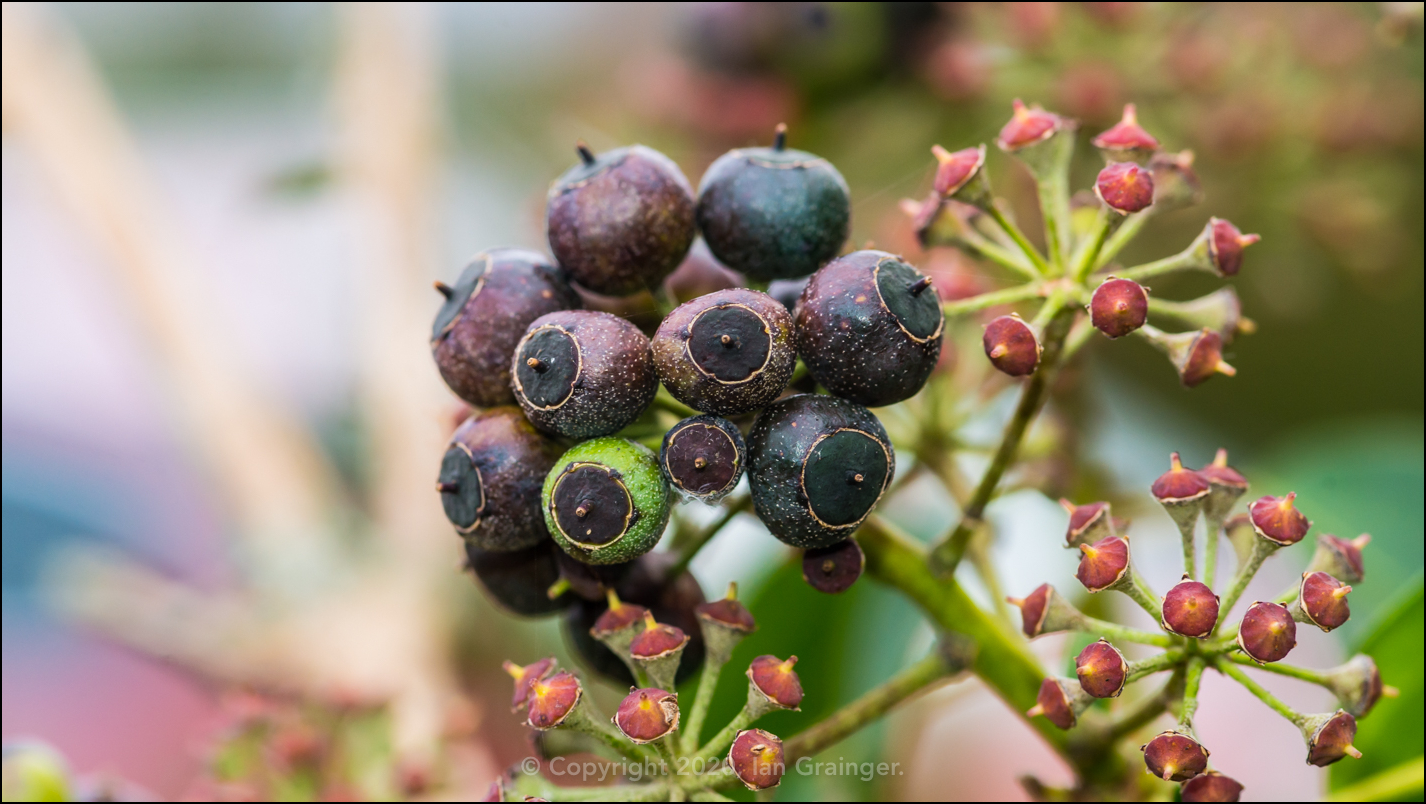 Winter Berries