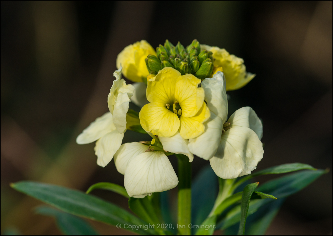 Wallflower Awakening